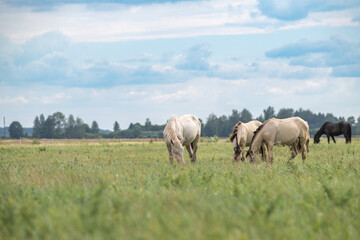 Obraz premium Thoroughbred horses graze on a summer field.