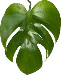 Monstera Leaf  with Transparent Background