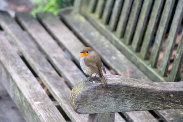 Robin watching from his perch
