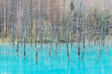 日本の北海道、美瑛町にある有名観光地である青い池