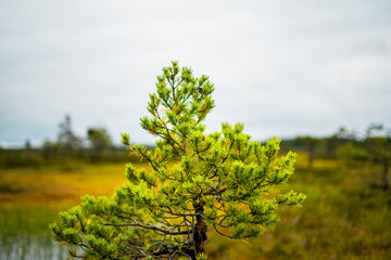 young pine trees in the estonia lahemaa national park
