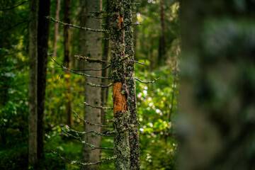 the pure nature in the estonian national park lahemaa