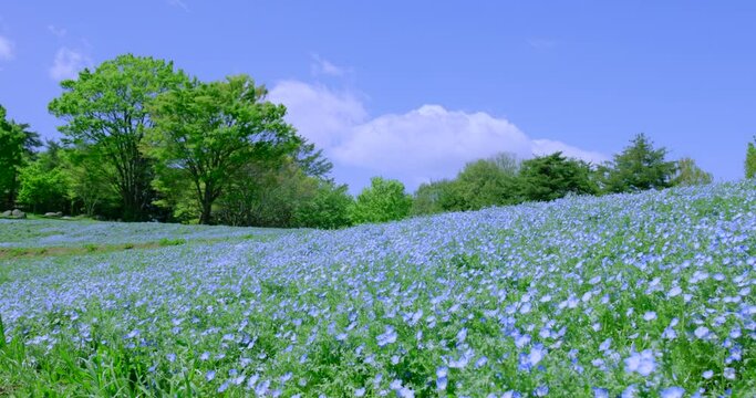 青く綺麗な満開のネモフィラ