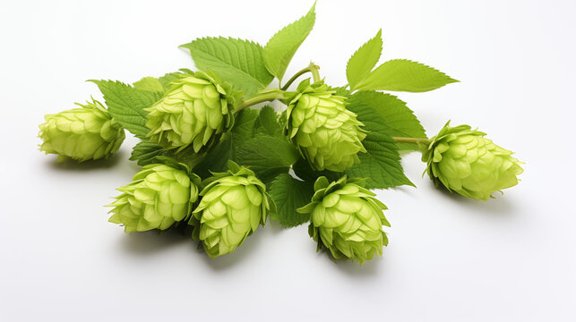 Stock image of green and fresh hop on a white background cut out