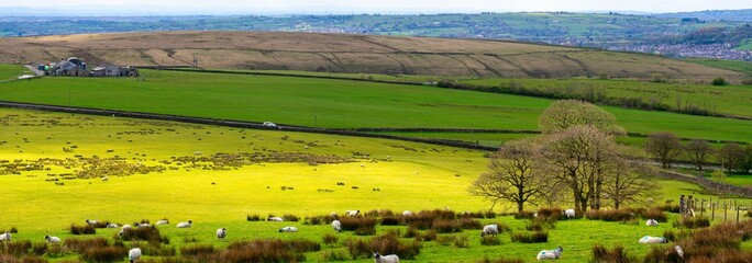 panoramic image of landscape with grass and trees and live stock in Cheesden, greater Manchester. 