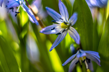 Scilla siberica-siberian onion ,a bulbous perennial blooms from march to april.