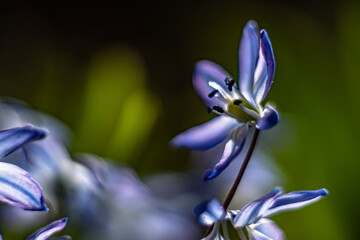 Scilla siberica-siberian onion ,a bulbous perennial blooms from march to april.