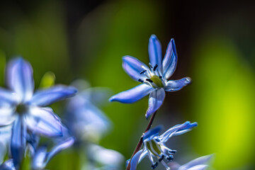 Scilla siberica-siberian onion ,a bulbous perennial blooms from march to april.