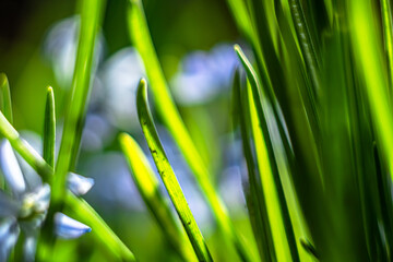 Scilla siberica-siberian onion ,a bulbous perennial blooms from march to april.