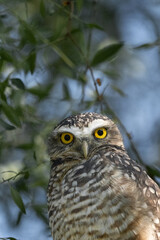 Owl in the branches of a tree