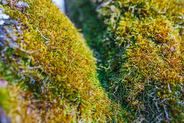 natural moss on tree close-up