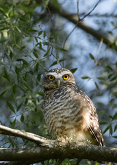 Owl in the branches of a tree