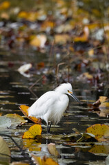 White heron in a lake hunting for fish