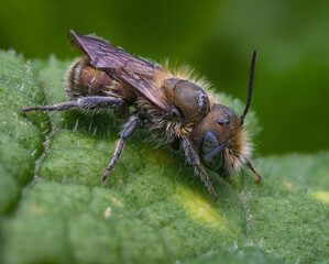 Osmia bee on green leaf - Powered by Adobe