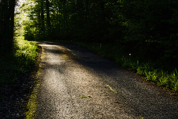path in forest leads into bright sunlight