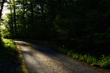 path in forest leads into bright sunlight