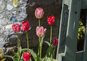 Tulips in my garden 9