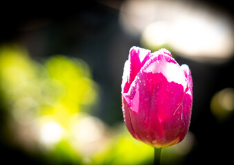 Tulips in my garden 5