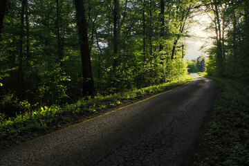 road in the woods leading into bright and warm sunlight 