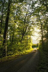 road in the woods leading into bright and warm sunlight 