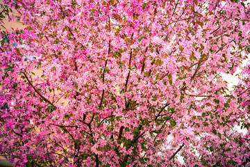 Pink flowers in full bloom