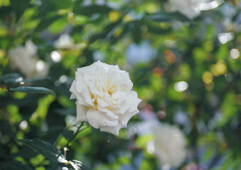 Obraz premium 白バラ