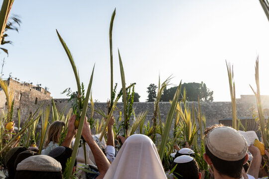 Worshippers at the Western Wall in Jerusalem raise a lulav or closed palm frond while praying on Hoshana Rabbah, the seventh day of the Jewish holiday of Sukkot. - Powered by Adobe