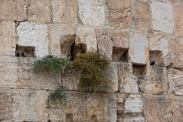 Detail of a section of stones of the Western Wall, one of the holiest sites in Judaism, located in Jerusalem, Israel.