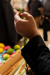 Closeup of a man examining a myrtle branch, one of the four plant species used in the ritual observance of the Jewish holiday of Sukkot.