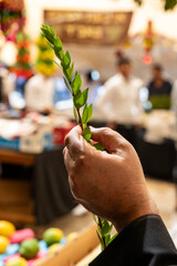 Closeup of a man's hand holding a myrtle branch, one of the four plant species used in the ritual observance of the Jewish holiday of Sukkot.