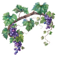 Watercolor clipart of a vine and branches symbol of connection to Christ