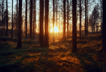 Fototapeta premium sunset trees forest Background Summer Travel Nature Wood Tree Landscape Road Light Leaf Sun Green Orange Leaves Red Plant Park Colorful Environment Top view Fall Photography Beautiful