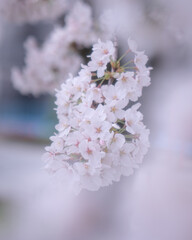 cherry blossom
japan