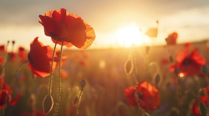 Fototapeta premium Field of vibrant red flowers at sunset