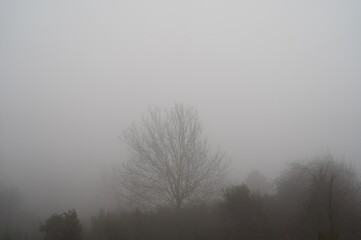 mist in the fog
