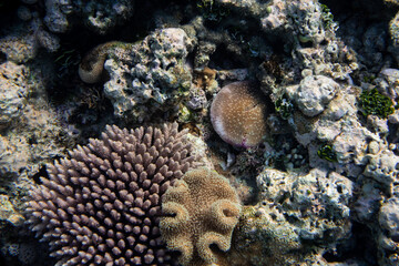 Underwater photograph with variety of fish and colorful coral of great barrier reef, Queensland, Australia. Exological travel concept.