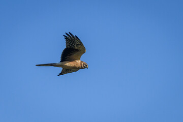 Selective focus photo. Pallid Harrier bird, Circus macrourus.