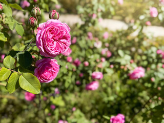 Close-up of rosebush in bloom with rosette buds of bright fuchsia color on the background of a flowering garden. Vertical image.Copy space.