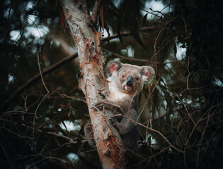 Koala on the smooth bark of a big branch under the leaves of a eucalyptus tree in Magnetic Island, Townsville, Queensland, Australia