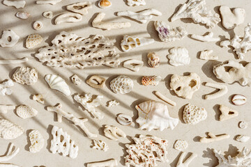 Assorted natural Seashells and corals at sunlight, with palm leaf shadow, summer nature still life...