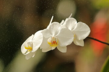 Glistening Beauty: The Moon Orchid in Madrid's Botanical Haven