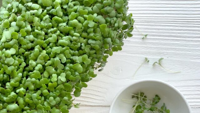 Containers with radish green microgreen sprouts on table.