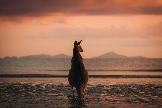 Kangaroo Wallaby at the beach during sunrise in cape hillsborough national park, Mackay. Queensland, Australia.