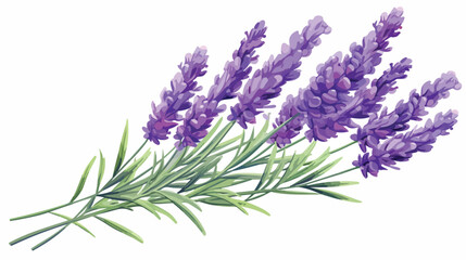 Lavender French flower. Lavanda stem Provence flora