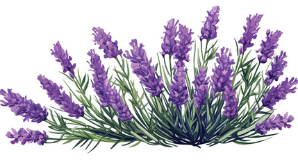 Lavender French flowers. Lavanda aromatic floral pl