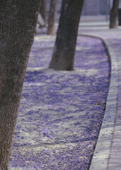jacarandas flowers