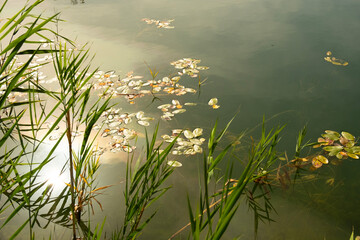 Green aquatic background of leaves and reeds