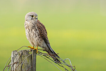Common kestrel (Falco tinnunculus) is a bird of prey species , male, perched on a pole in the...
