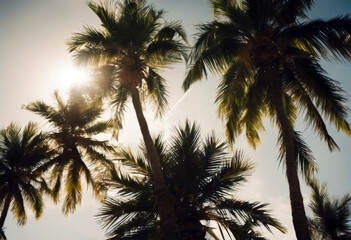 Fototapeta na wymiar sky sunny palm landscape Tropical trees