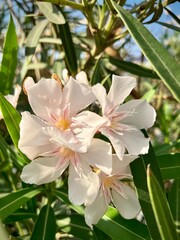 close-up of small white flowers on a shrub with green leaves on a sunny summer day

